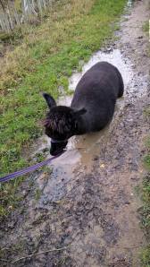 Bruno in a puddle soak