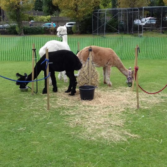 We have black, white and fawn Huacaya Alpacas